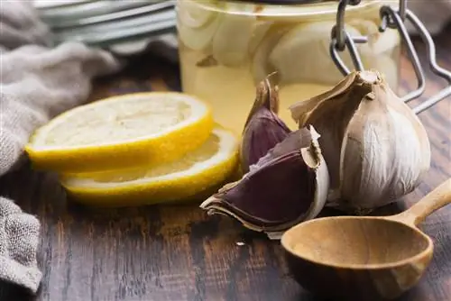 Чесночный сироп - поддерживает иммунитет, успокаивает инфекции. Рецепт чесночного сиропа