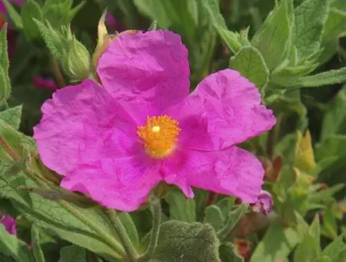 Ладанник критский - свойства и действие