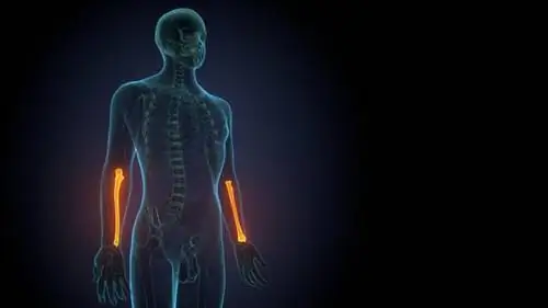 Радиус - строение, функции, болезни