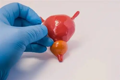 Fusion-биопсия - инновационная форма диагностики рака предстательной железы