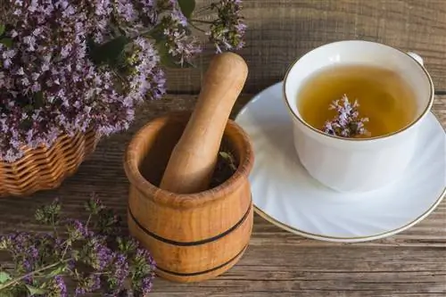 Настой майорана: натуральное средство от простуды