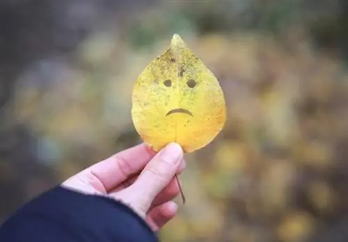 Сезонное аффективное расстройство (сезонная депрессия, САР) - причины, симптомы, лечение