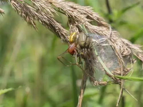 Бронированная серьга