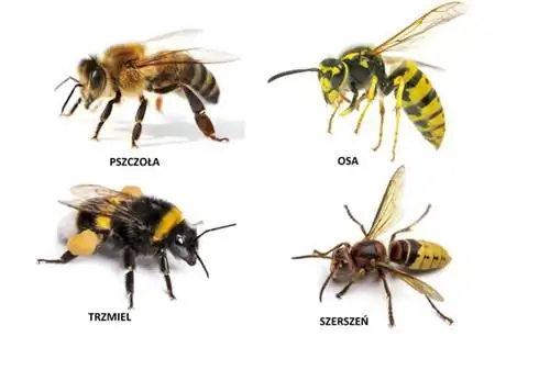 Способы борьбы с укусами насекомых: что делать, чтобы они не были опасны