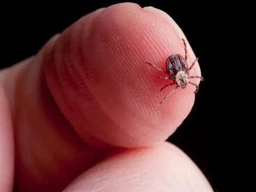 Бабезиоз: клещевое заболевание. Симптомы и лечение бабезиоза