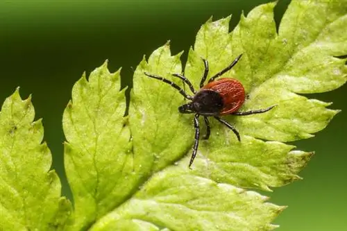 КЛЕЩИ - какие самые опасные? Где они происходят?