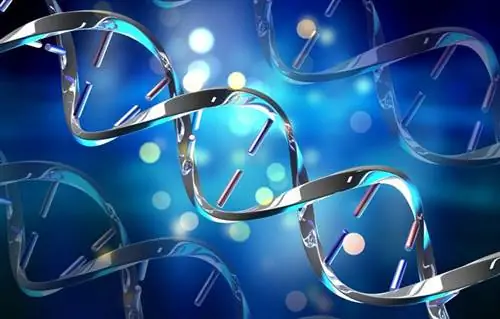 Ген неандертальца защищает от тяжелой формы COVID-19. Новое исследование