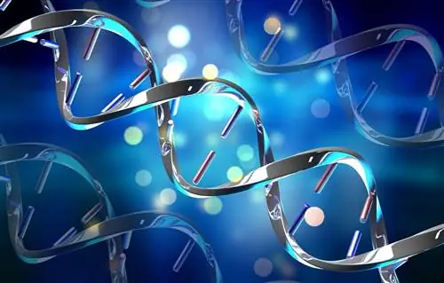 Ген неандертальца защищает от тяжелой формы COVID-19. Новое исследование