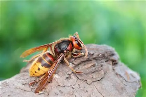 Что делать, если ужалил шершень?