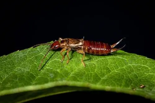 Щепотка (уховертка) - кусается?