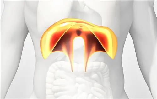 Диафрагмальное дыхание: как научиться? Упражнения для беременных