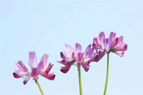 Астрагал - целебные свойства чая из астрагала