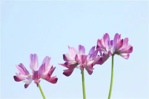 Астрагал – целебные свойства чая из астрагала