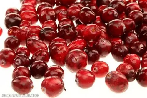 Клюква при мочевом пузыре, язвах и сердце