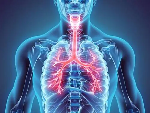 Бронхи - строение, функции и самые распространенные заболевания