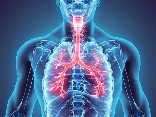Бронхи - строение, функции и наиболее распространенные заболевания