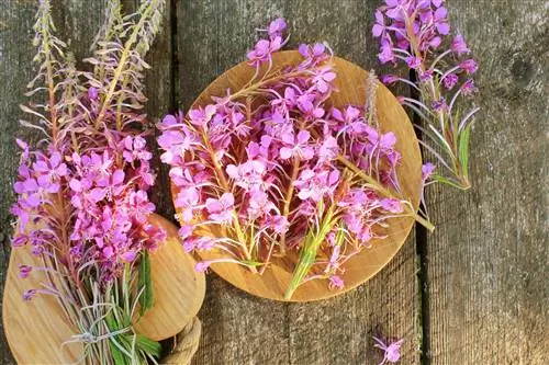 Кипрей мелкоцветковый - свойства и побочные эффекты