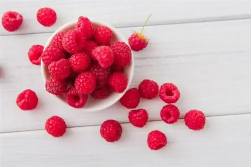 Свойства малины для здоровья - малина борется с лихорадкой, диареей и менструальными спазмами