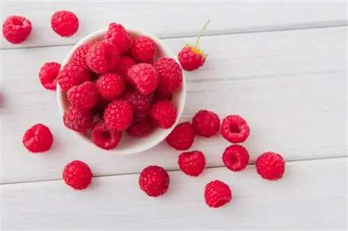 Малина – полезные свойства. Малина при лихорадке, диарее и менструальных болях