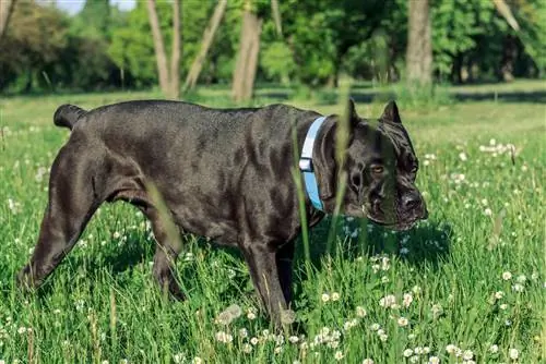 Итальянский кане-корсо: надежный охранник и защитник