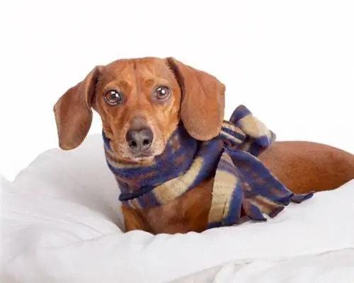 Питомниковый кашель: причины, симптомы, лечение