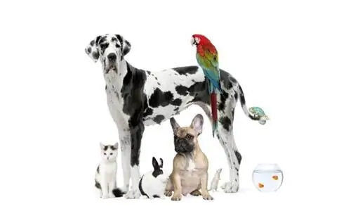 Аллергия на домашних животных: собаку, кошку, рыбу, попугая Можно ли жить с домашним животным, у которого аллергия?