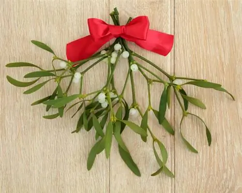 Омела. Лечебные свойства и действие омелы обыкновенной