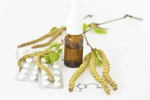 Аллергия на пыльцу березы. Симптомы аллергии на пыльцу березы