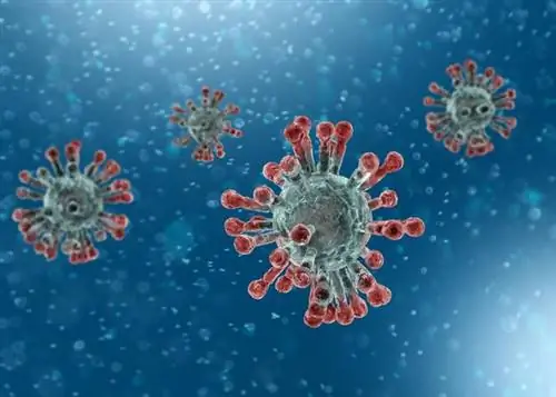 Как протекает коронавирусная инфекция SARS CoV-2? Новые аранжировки