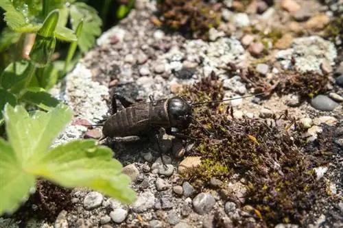 Полевой крикет