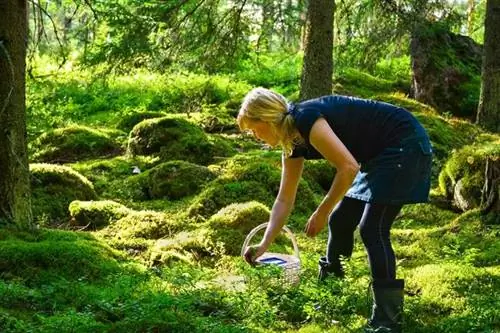 Собираетесь в лес собирать ягоды? Посмотрите, на что вам нужно обратить внимание