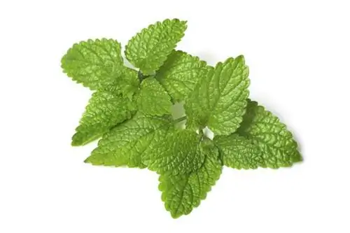 Лимонный бальзам для сна и не только. Свойства и действие мелиссы лимонной