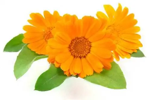 Бархатцы: лечебные свойства и применение в косметике