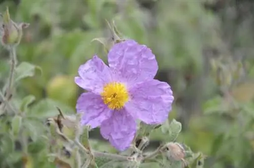 ФИЗИЧЕСКИЕ (трава) - истинные ОЗДОРОВИТЕЛЬНЫЕ СВОЙСТВА очищения