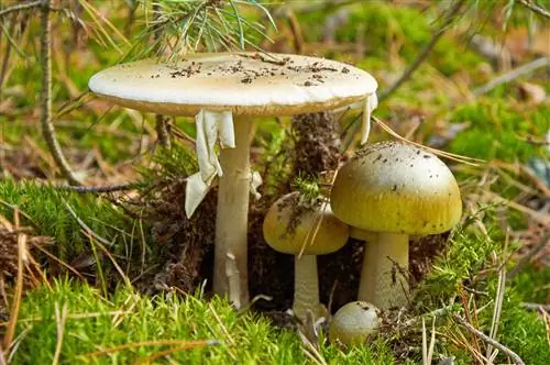 Отравление поганками – симптомы и лечение