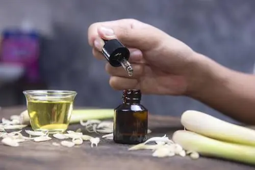 Натуральные средства от комаров. Проверенные домашние средства от назойливых комаров