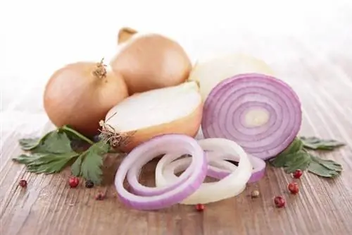 Натуральные средства от комаров. Проверенные домашние средства от назойливых комаров