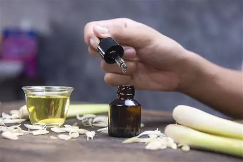 Натуральные средства от комаров. Проверенные домашние средства от назойливых комаров