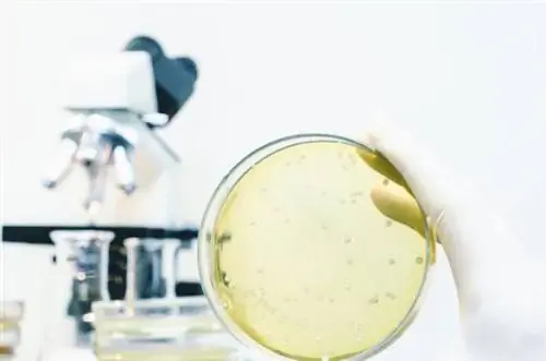 Плотоядные бактерии - вибрирует в Балтийском море