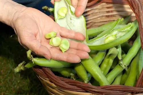 ФАВИЗМ и бобы. Симптомы, наследование и лечение фавизма