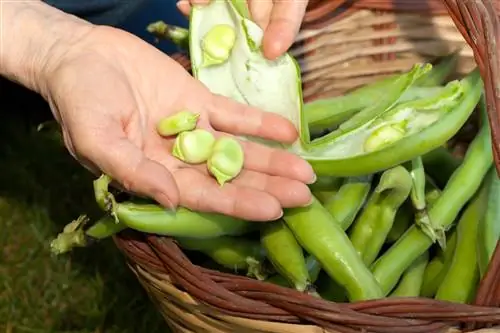 Фавизм и бобы. Симптомы, наследование и лечение фавизма