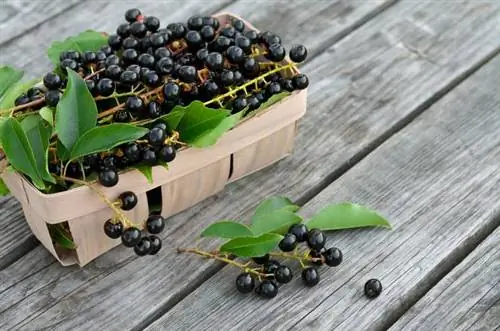 Черемуха - свойства и применение