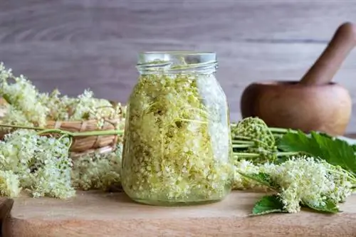 Таволга - лечебные свойства и применение