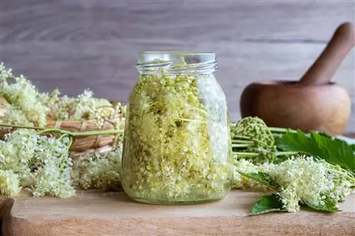 Лабазник – лечебные свойства и применение