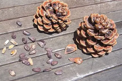 Кедровые орехи (кедровые орехи) - свойства и пищевая ценность