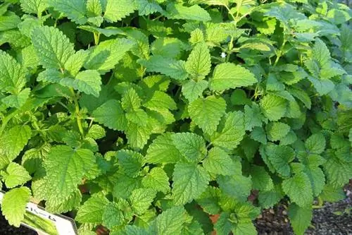 Мелисса лимонная - для сна и не только. Свойства и действие мелиссы лимонной