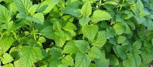 Мелисса лимонная – свойства и действие