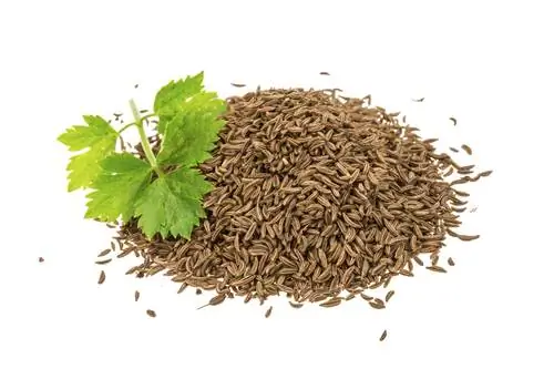 Тмин при коликах, вздутии живота и боли в носовых пазухах. Лечебные свойства тмина