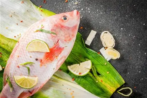 Тилапия: пищевая ценность и свойства. Стоит ли есть тилапию?