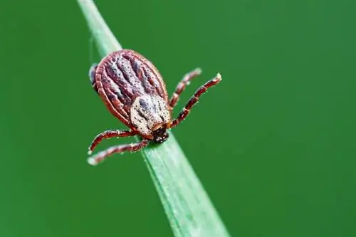 Взрослая самка клеща